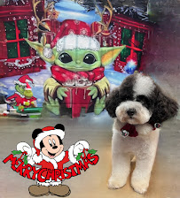 Fancytails Grooming - Photo 7 - Car repair in Dracut, MA, Lowell