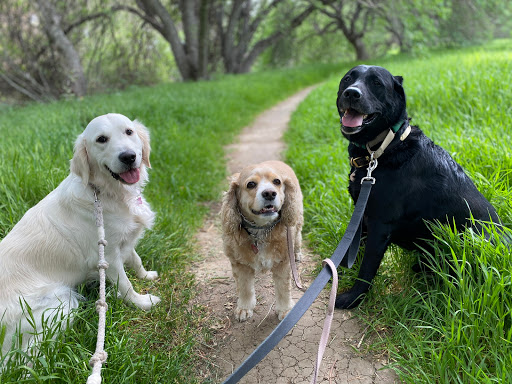 Under the Oaks Dog Walking/Training and Pet Sitting