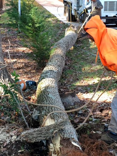 Forsyth Tree Service