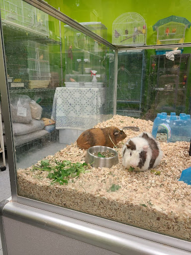 Pet Store «Coral Reef Pet Center», reviews and photos, 7723 W Lawrence Ave, Norridge, IL 60706, USA