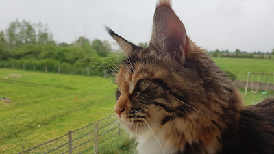 CLINIQUE VETERINAIRE LA BOLENE (Saint Bonnet le Château) à La Tourette