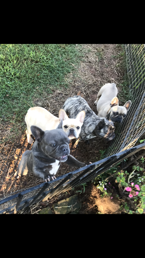 Pet Store «Tri-Creek Kennels», reviews and photos, 5641 US-129, Pendergrass, GA 30567, USA