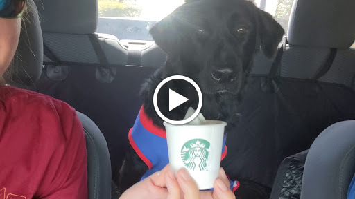 Coffee Shop «Starbucks», reviews and photos, 7398 Seminole Blvd, Seminole, FL 33772, USA