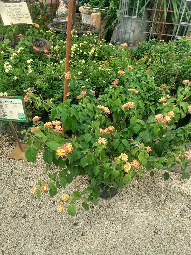 Wholesale Plant Nursery «Galloway Farm Nursery Inc.», reviews and photos, 7790 SW 87th Ave, Miami, FL 33173, USA