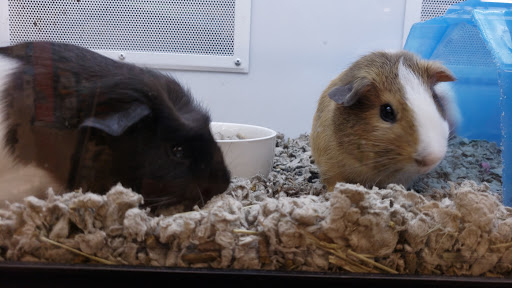 Pet Supply Store «Petco Animal Supplies», reviews and photos, 5975 20th St, Vero Beach, FL 32966, USA