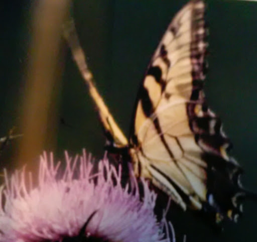 Hiking Area «Cowles Bog Trail», reviews and photos, 1618 N Mineral Springs Rd, Dune Acres, IN 46304, USA