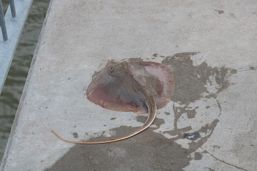 Fishing Pier «James River Fishing Pier», reviews and photos, 2019 James River Bridge, Newport News, VA 23607, USA