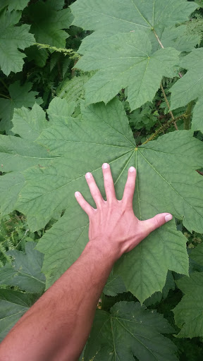 Waterfall «Latourell Falls», reviews and photos, Historic Columbia River Hwy, Corbett, OR 97019, USA