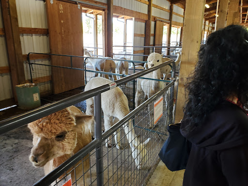 Livestock Breeder «Alpacas at Marquam Hill Ranch», reviews and photos, 35835 OR-213, Molalla, OR 97038, USA