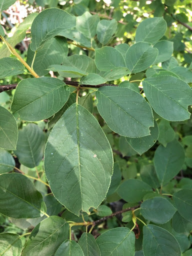 Park «Huset Park», reviews and photos, 3965 Jefferson St NE, Columbia Heights, MN 55421, USA