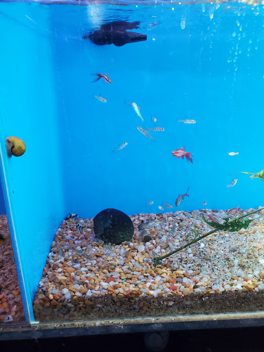 Pet Supply Store «AGE OF AQUARIUMS», reviews and photos, 2642 Cherry Ave, Signal Hill, CA 90755, USA