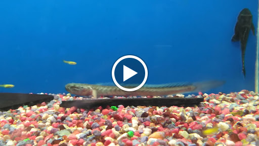 Pet Store «G & M Pet & Garden Center Inc», reviews and photos, 2014 N Walnut St, Muncie, IN 47303, USA