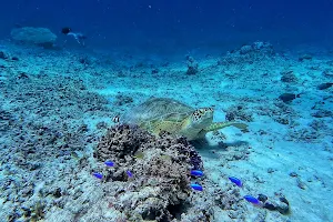 Beach swim with turtles image