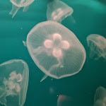 Photo n°2 de l'avis de Sunflower.o fait le 19/09/2023 à 18:07 sur le  Aquarium Wilhelmshaven incl. Prehistoric Sea Museum à Wilhelmshaven