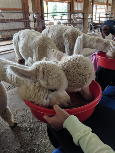 Livestock Breeder «Alpacas at Marquam Hill Ranch», reviews and photos, 35835 OR-213, Molalla, OR 97038, USA