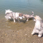 Photo n°2 de l'avis de Neptune.i fait le 28/07/2022 à 12:49 sur le  Lago dell'Olmo à Tornaco