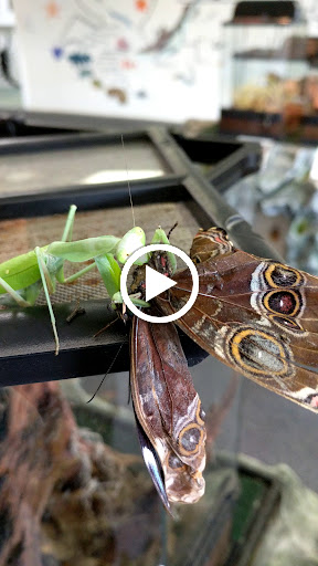 Museum «Philadelphia Insectarium and Butterfly Pavilion», reviews and photos, 8046 Frankford Ave, Philadelphia, PA 19136, USA