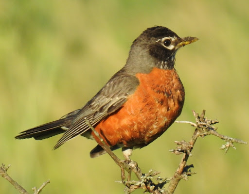 Nature Preserve «Asylum Lake Preserve», reviews and photos, 3836 S Drake Rd, Kalamazoo, MI 49008, USA