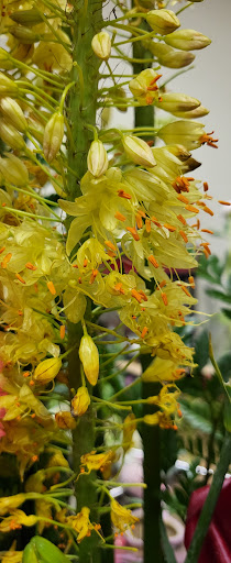 Florist «Tommy Austin Florist», reviews and photos, 10730 E Foothill Blvd, Rancho Cucamonga, CA 91730, USA