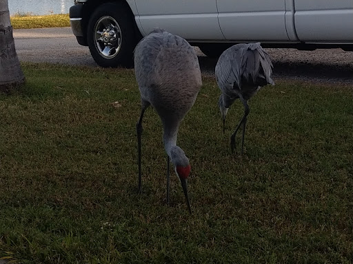 Campground «Seven Springs Travel Park», reviews and photos, 8039 Old Co Rd 54, New Port Richey, FL 34653, USA
