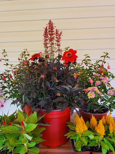 Hardware Store «Payless Hardware, Rockery and Nursery», reviews and photos, 2927 King Rd, San Jose, CA 95122, USA