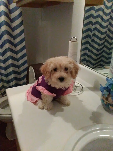 Pet Supply Store «PetSmart», reviews and photos, 2610 Eldridge Pkwy, Houston, TX 77082, USA