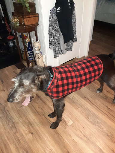 Park «Northeast Park and Paw Place», reviews and photos, 4630 E Bay Dr, Clearwater, FL 33764, USA