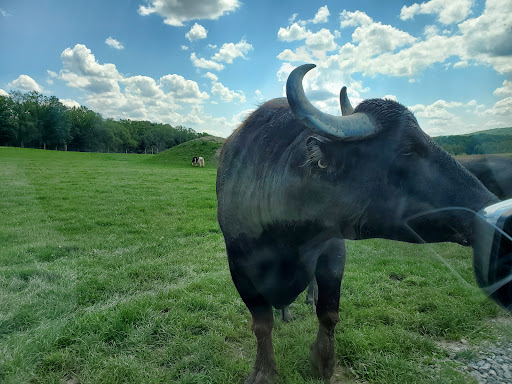 Restaurant «Hidden Valley Animal Adventure», reviews and photos, 2887 Royce Rd, Varysburg, NY 14167, USA