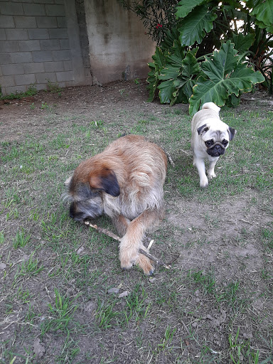 Sweet Home🐾 Guardería y Peluquería Canina