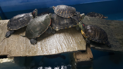 Pet Supply Store «Global Aquatics & Pet Supplies», reviews and photos, 1420 S Carlos Ave, Ontario, CA 91761, USA