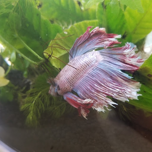 Pet Store «Fish R Us», reviews and photos, 10855 TX-242, Conroe, TX 77385, USA