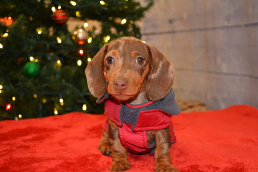 Pet Supply Store «The Natural Pet Enrichment Center», reviews and photos, 6720 Royalton Rd, North Royalton, OH 44133, USA