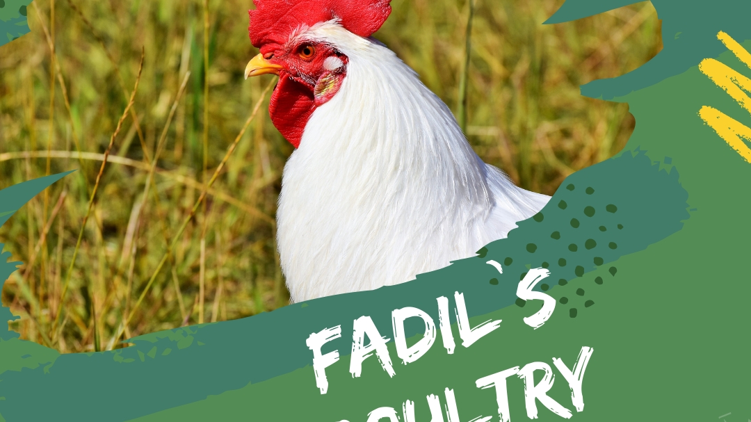Fadils poultryPoultry Farmingpoultry farmerschicken sellerspoultry farmers in ibadan