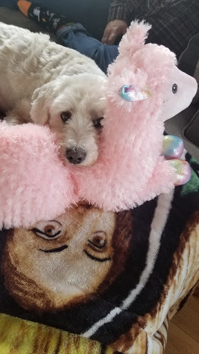 Pet Supply Store «P & D Pet Supply», reviews and photos, 79 N Mountain Blvd, Mountain Top, PA 18707, USA