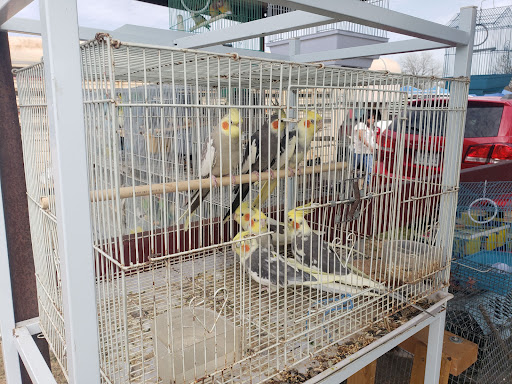 Flea Market «Las Esperanza Flea Market», reviews and photos, 18820 Pleasanton Rd, San Antonio, TX 78221, USA