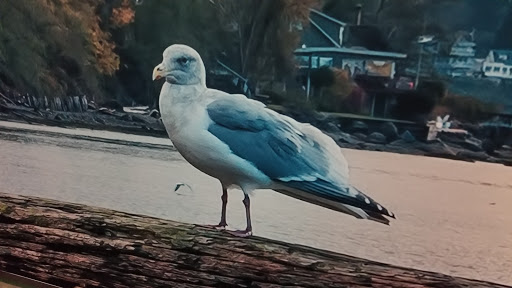 Museum «Nordic Heritage Museum», reviews and photos, 3014 NW 67th St, Seattle, WA 98117, USA