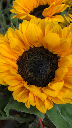 Florist «Sieck-Wright Floral Products», reviews and photos, 231 Monmouth St, Hightstown, NJ 08520, USA