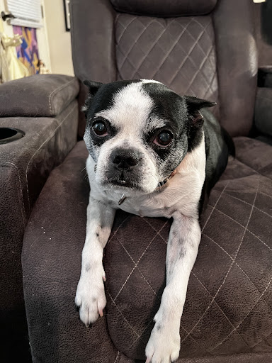 Dr. Trampus Isom image