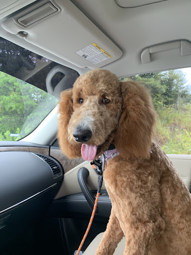 Pet Groomer «Precious Paws», reviews and photos, 221 N Marble St, Rockmart, GA 30153, USA