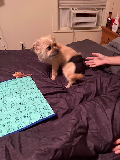 Pet Supply Store «Petco Animal Supplies», reviews and photos, 1483 NJ-23 #14b, Kinnelon, NJ 07405, USA