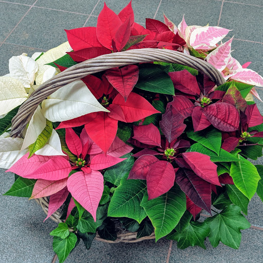 Florist «Sunnywoods Florist», reviews and photos, 251 Main Street, Chatham, NJ 07928, USA