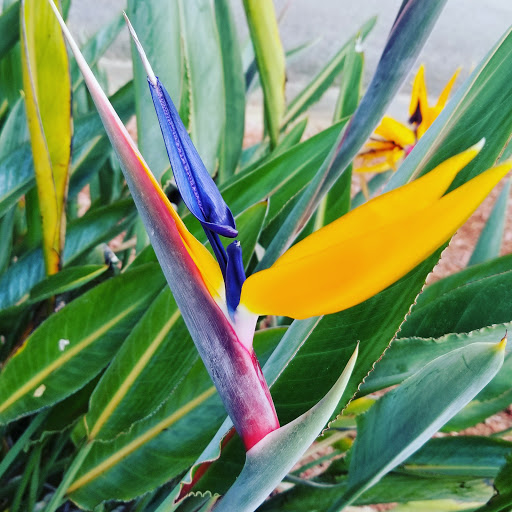 Park «Brian Piccolo Sports Park & Velodrome», reviews and photos, 9501 Sheridan St, Hollywood, FL 33024, USA