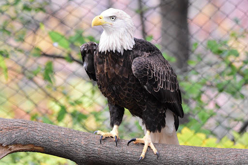 Zoo «Seneca Park Zoo», reviews and photos, 2222 St. Paul Street, Rochester, NY 14621, USA