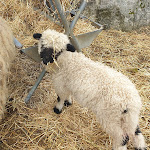 Photo n°2 de l'avis de Andrea. fait le 23/02/2020 à 16:51 sur le  Sportalm Stub'n Café à Luttach