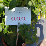 Photo n°3 de l'avis de AG.i fait le 02/08/2018 à 06:47 sur le  Schlossgarten à Merano