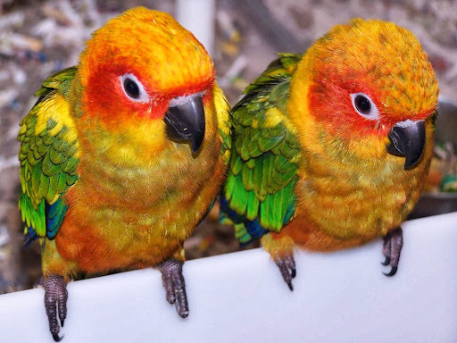 Bird Shop «Angels Bird Jungle», reviews and photos, 1031 Broad St, Shrewsbury, NJ 07702, USA