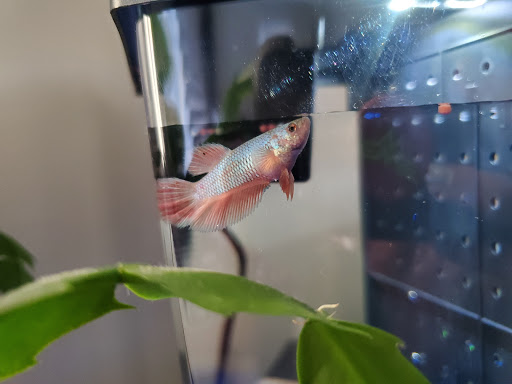 Pet Supply Store «PetSmart», reviews and photos, 2122 N 2nd St, Millville, NJ 08332, USA