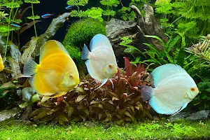 House Of Discus image