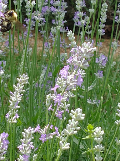 Farm «Blooming Hill Lavender Farm», reviews and photos, 19929 Telegraph Springs Rd, Purcellville, VA 20132, USA