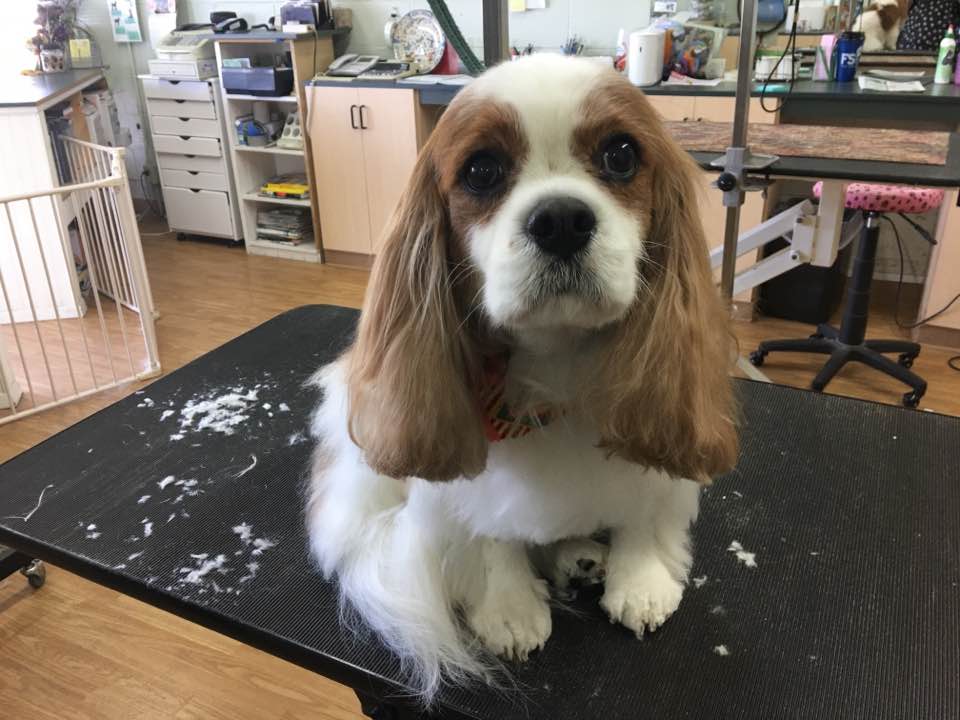 Judy's Fido Fashion Dog Grooming Salon and Health Spa